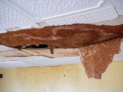 Professional water damage restoration services in Oregon City